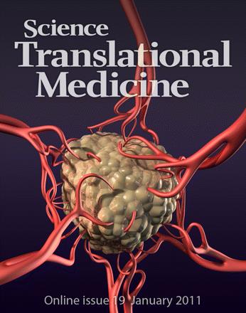 Blood vessels around a kidney cancer (from the online cover of Science Translational Medicine, Vol 3, Issue 66 – credit: C. Bickel / Science Translational Medicine) 